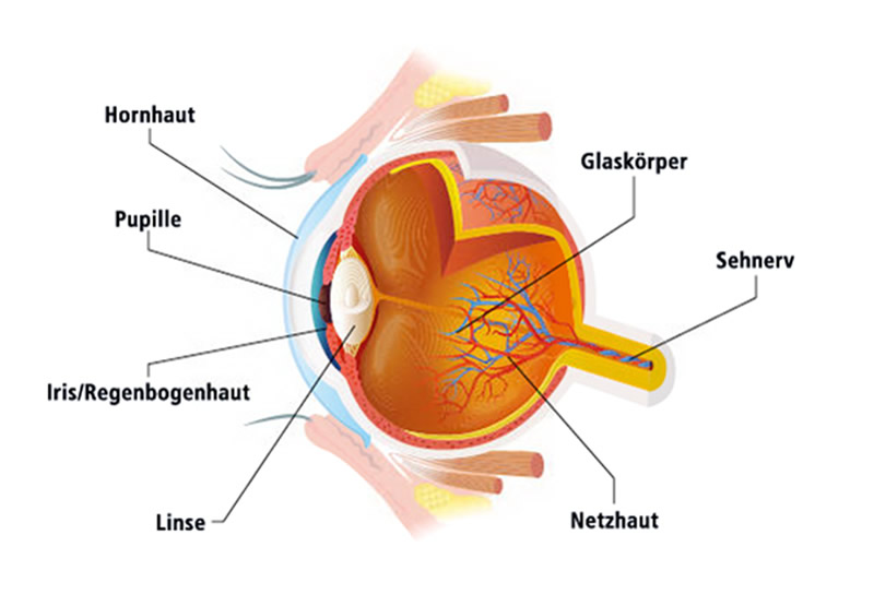 Schema Auge
