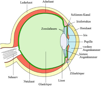 Schema Auge