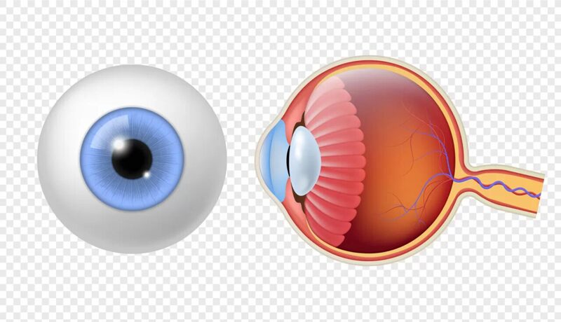 Hornhaut auge